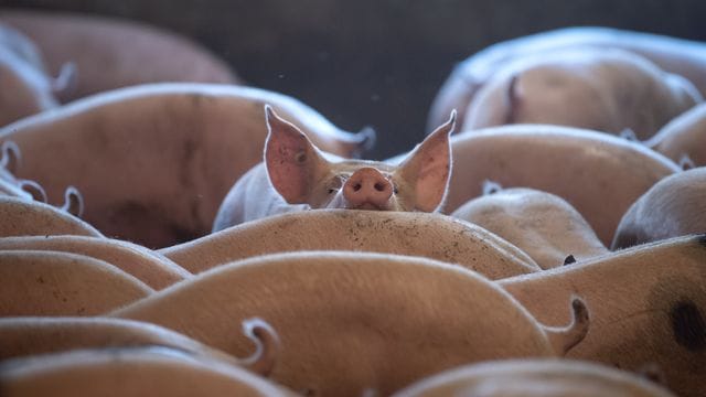 Schweine in einem Stall