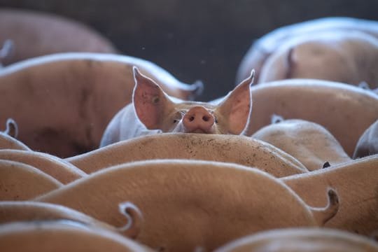 Schweine in einem Stall