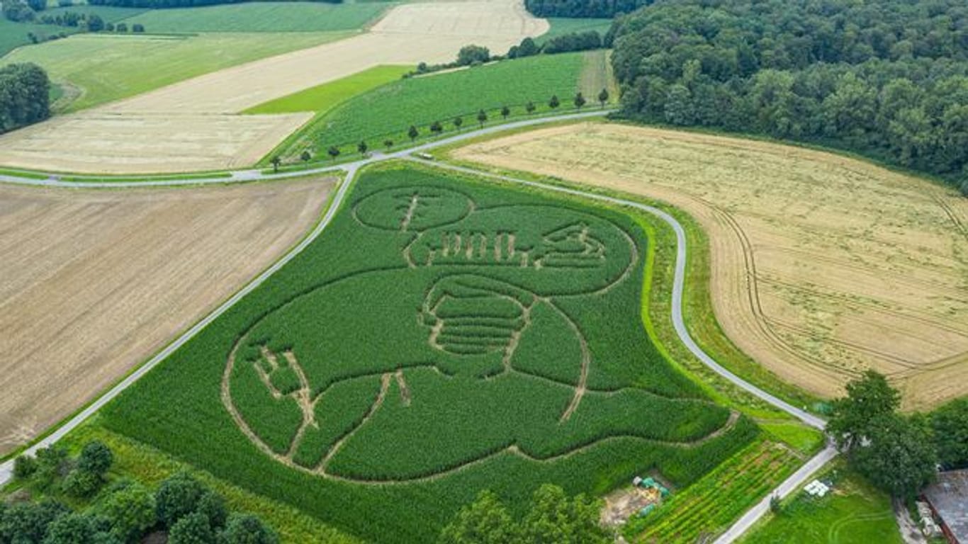Der Landwirt Benedikt Lünemann fräste in sein Maisfeld ein riesiges Labyrinth.