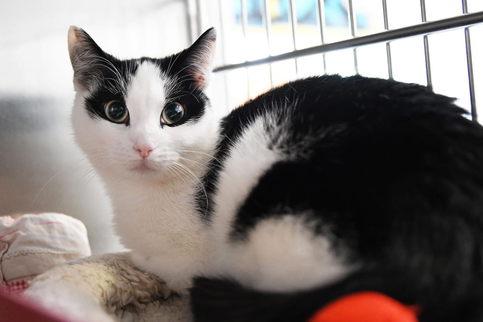 Die kleine Giulia im Tierheim Berlin: Bis ihr schmerzhafter Beckenbruch verheilt ist, wird es noch einige Zeit dauern. Die kleine Giulia im Tierheim Berlin: Bis ihr schmerzhafter Beckenbruch verheilt ist, wird es noch einige Zeit dauern.