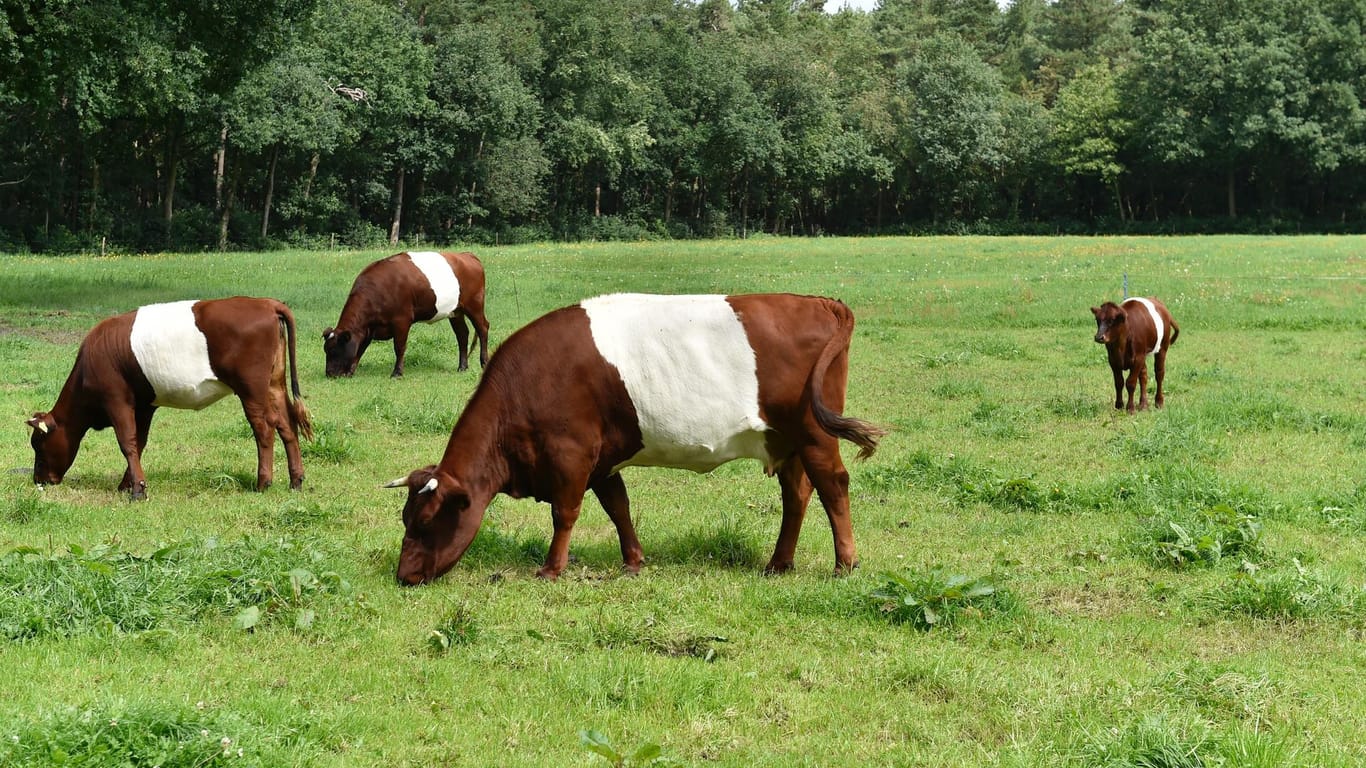 Kühe auf einer Weide in den Niederlanden (Symbolbild). Ein Tier hat beim Hochwasser eine lange unfreiwillige Reise überstanden.