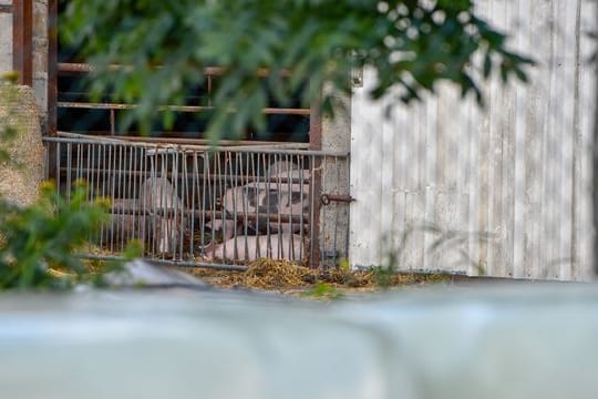 Erstmals Schweinepest bei deutschen Hausschweinen