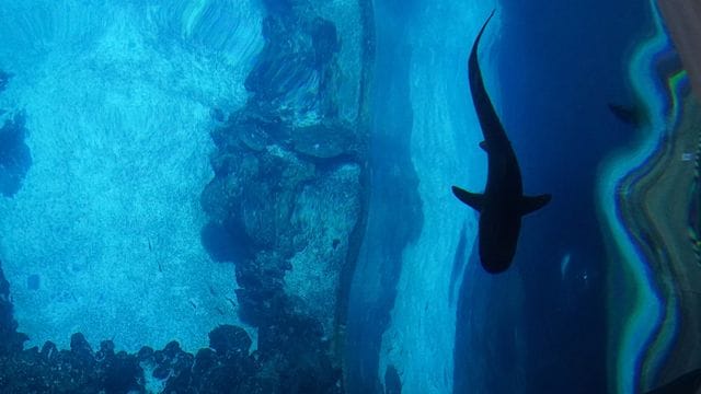 Haifischfütterung im Tropen-Aquarium Haifischfütterung im Tropen-Aquarium