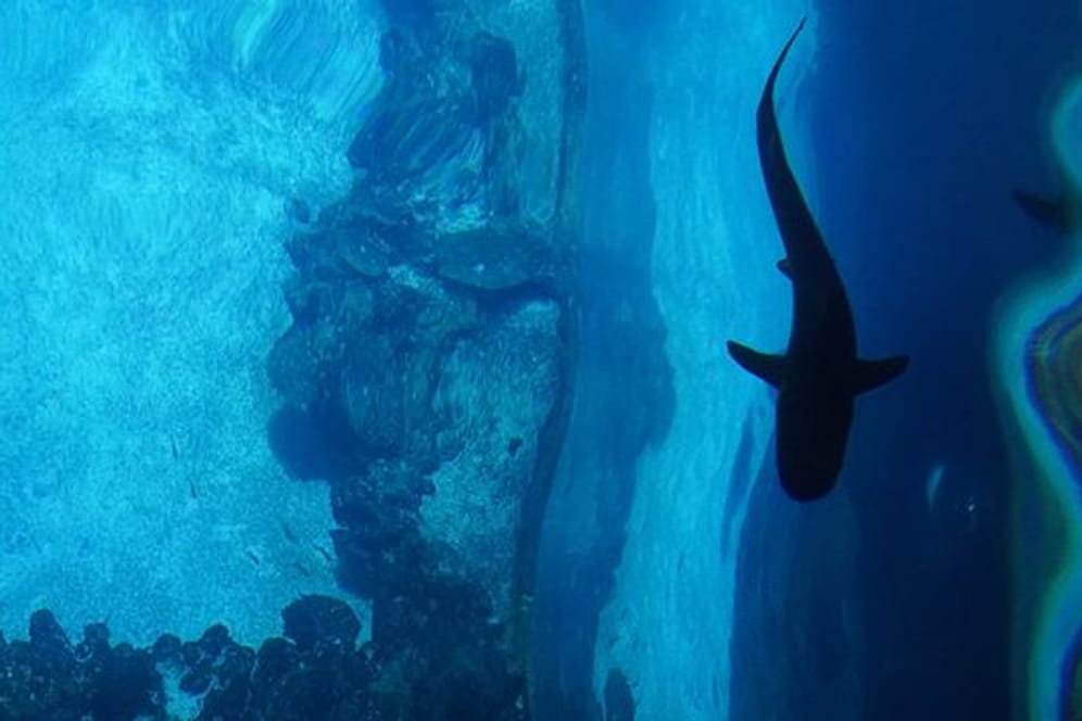 Haifischfütterung im Tropen-Aquarium