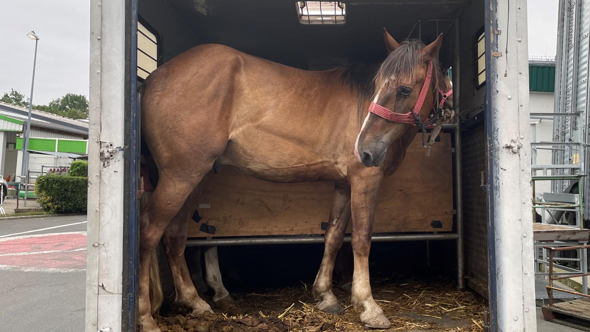 Ein abgemagertes Pferd in einem Transporter: Insgesamt vier Tiere wurden auf die Ladefläche des viel zu kleinen Transporter gepfercht. Ein abgemagertes Pferd in einem Transporter: Insgesamt vier Tiere wurden auf die Ladefläche des viel zu kleinen Transporter gepfercht.