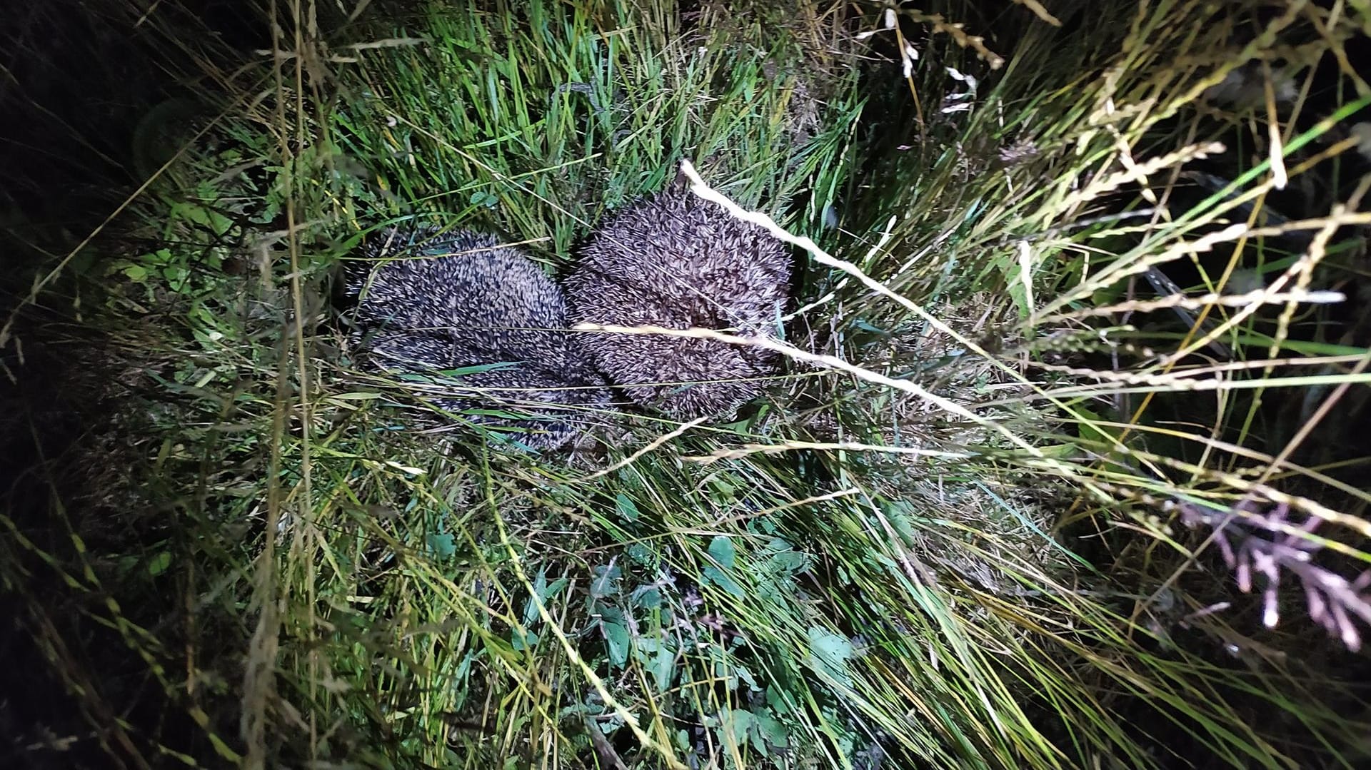 Zwei Igel in einem Garten in Buchdorf: Der Mann vermutete hinter den Geräuschen eine verletzte Wildsau.