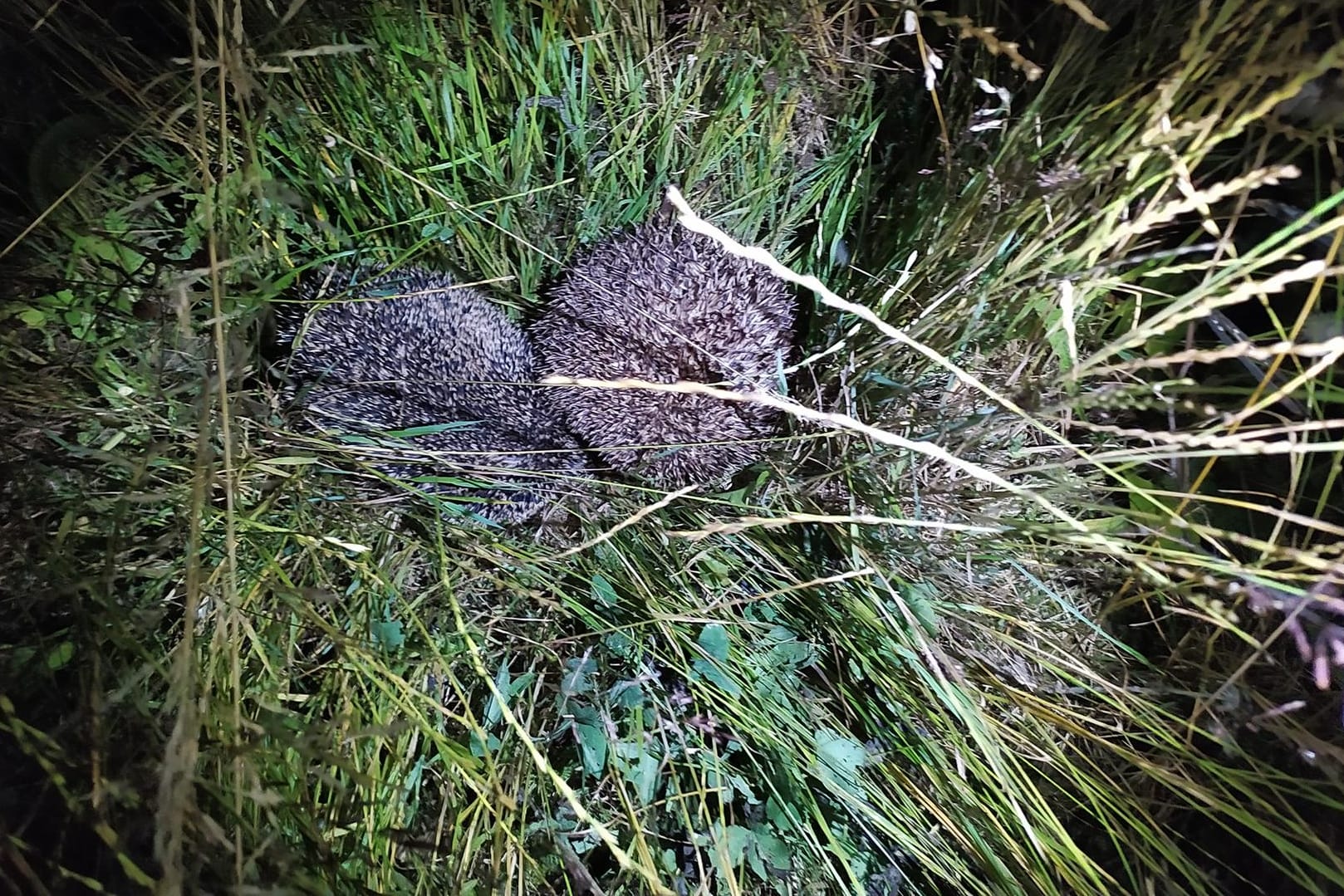 Zwei Igel in einem Garten in Buchdorf: Der Mann vermutete hinter den Geräuschen eine verletzte Wildsau.