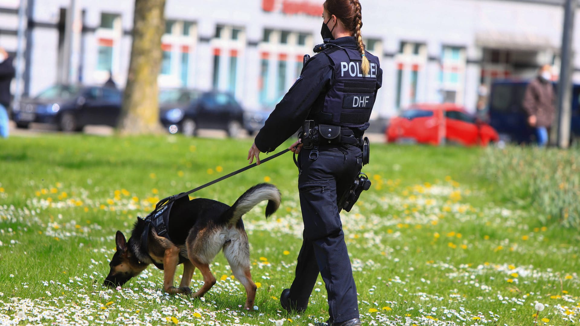 Diensthundeführerin der Polizei Essen mit Einsatzhund (Symbolbild): In Essen ist einer Wohnung von mutmaßlichen Drogendealern durchsucht worden.