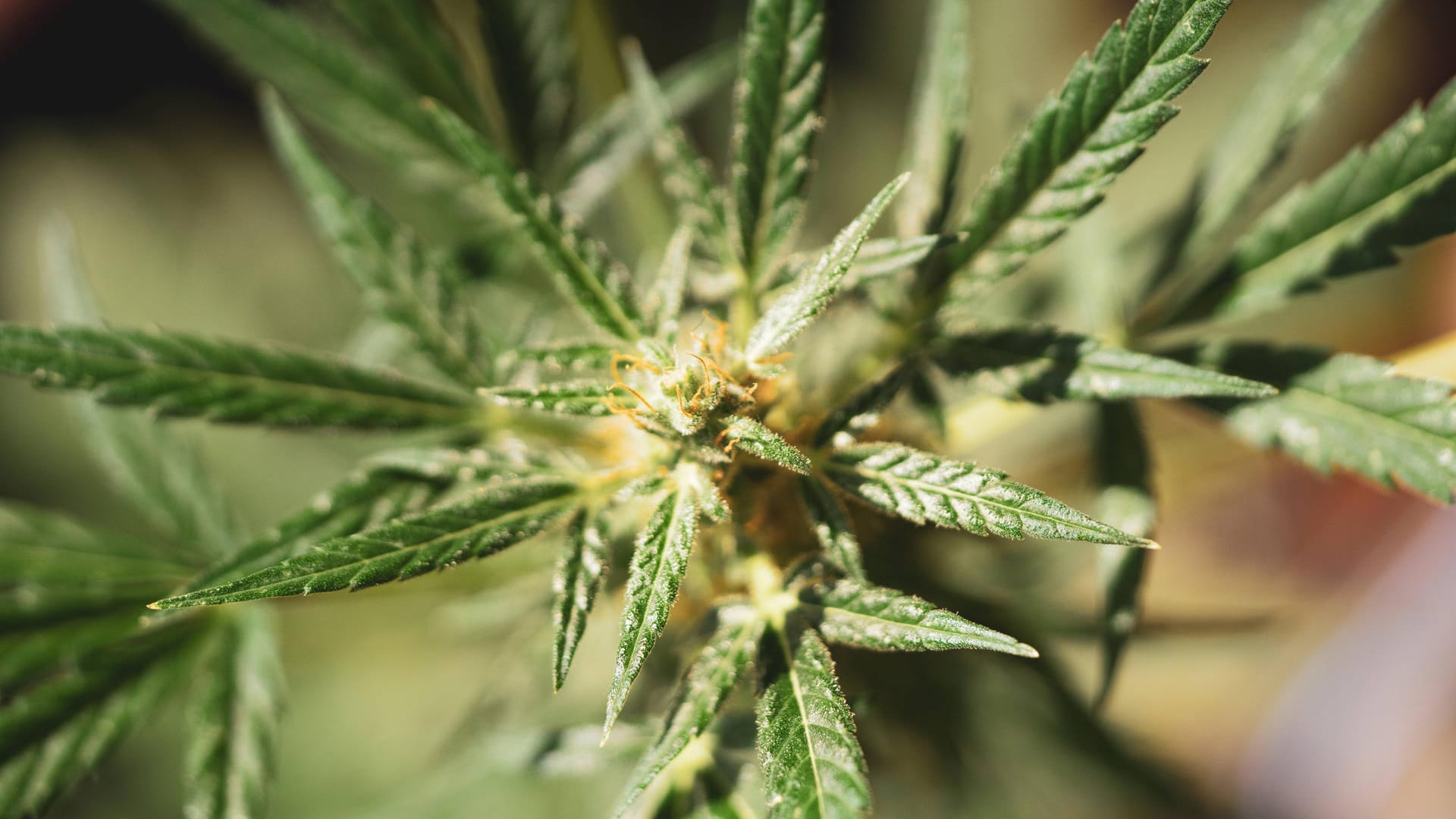 Eine Marihuana-Pflanze (Symbolbild): In Bielefeld hat die Polizei eine kleine Plantage hochgenommen. Eine Marihuana-Pflanze (Symbolbild): In Bielefeld hat die Polizei eine kleine Plantage hochgenommen.