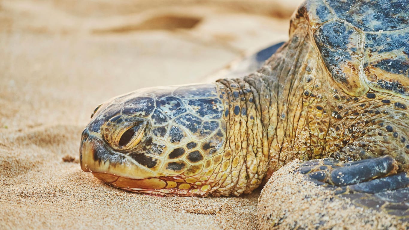 Grüne Meeresschildkröte an einem Strand auf Hawaii: Die Art ist gefährdet und steht in den USA unter Schutz.