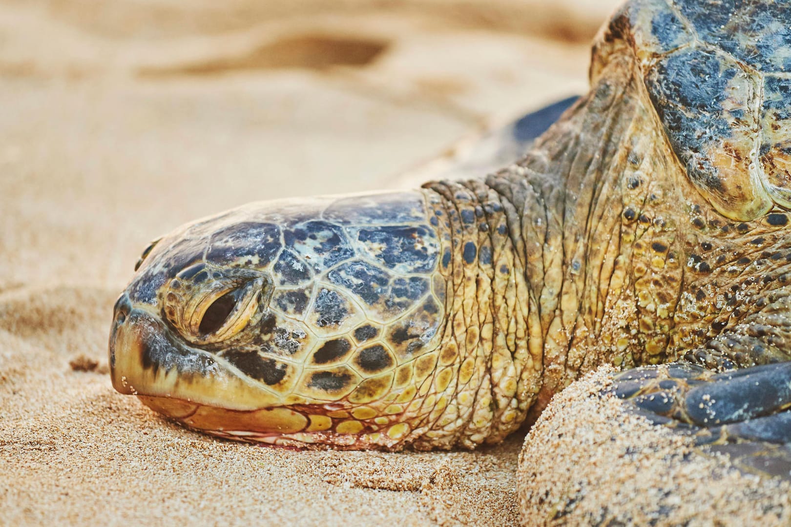 Grüne Meeresschildkröte an einem Strand auf Hawaii: Die Art ist gefährdet und steht in den USA unter Schutz.