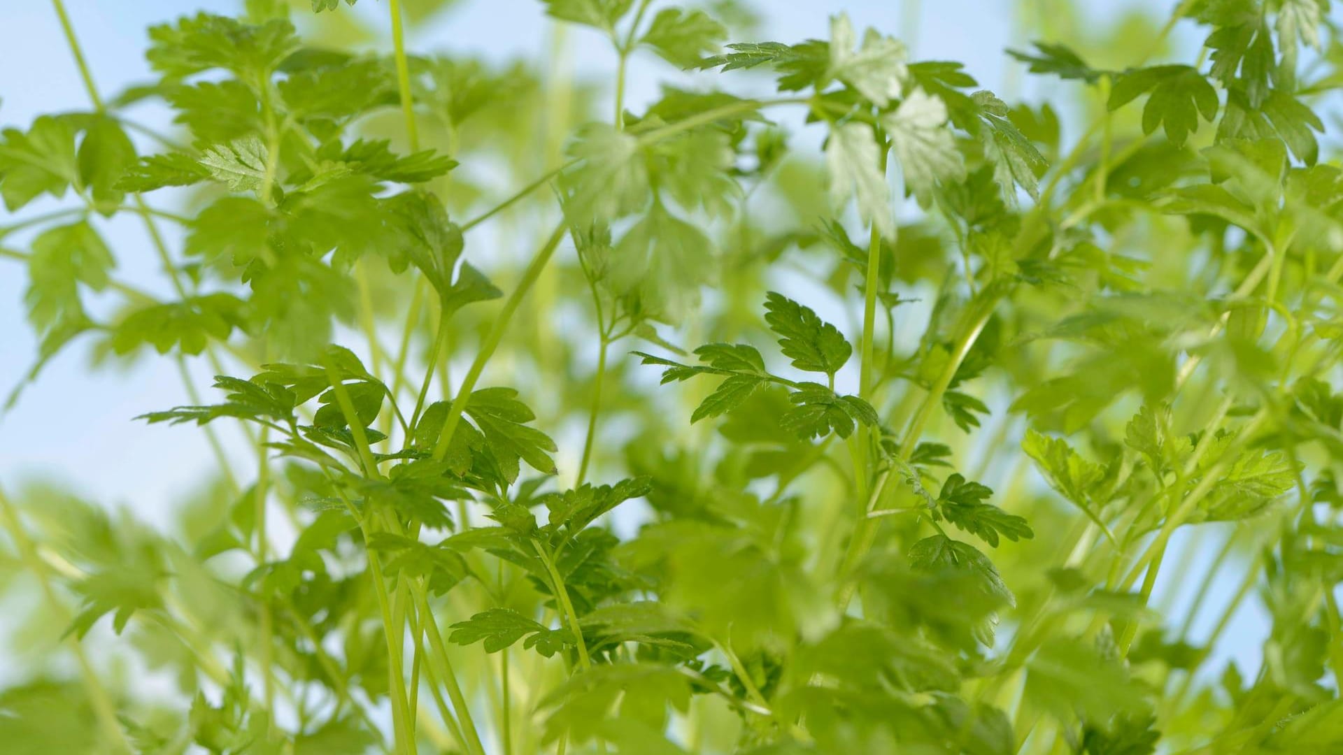 Echter Kerbel (Anthriscus cerefolium): Er ist auch als Gartenkerbel oder Suppenkraut bekannt.