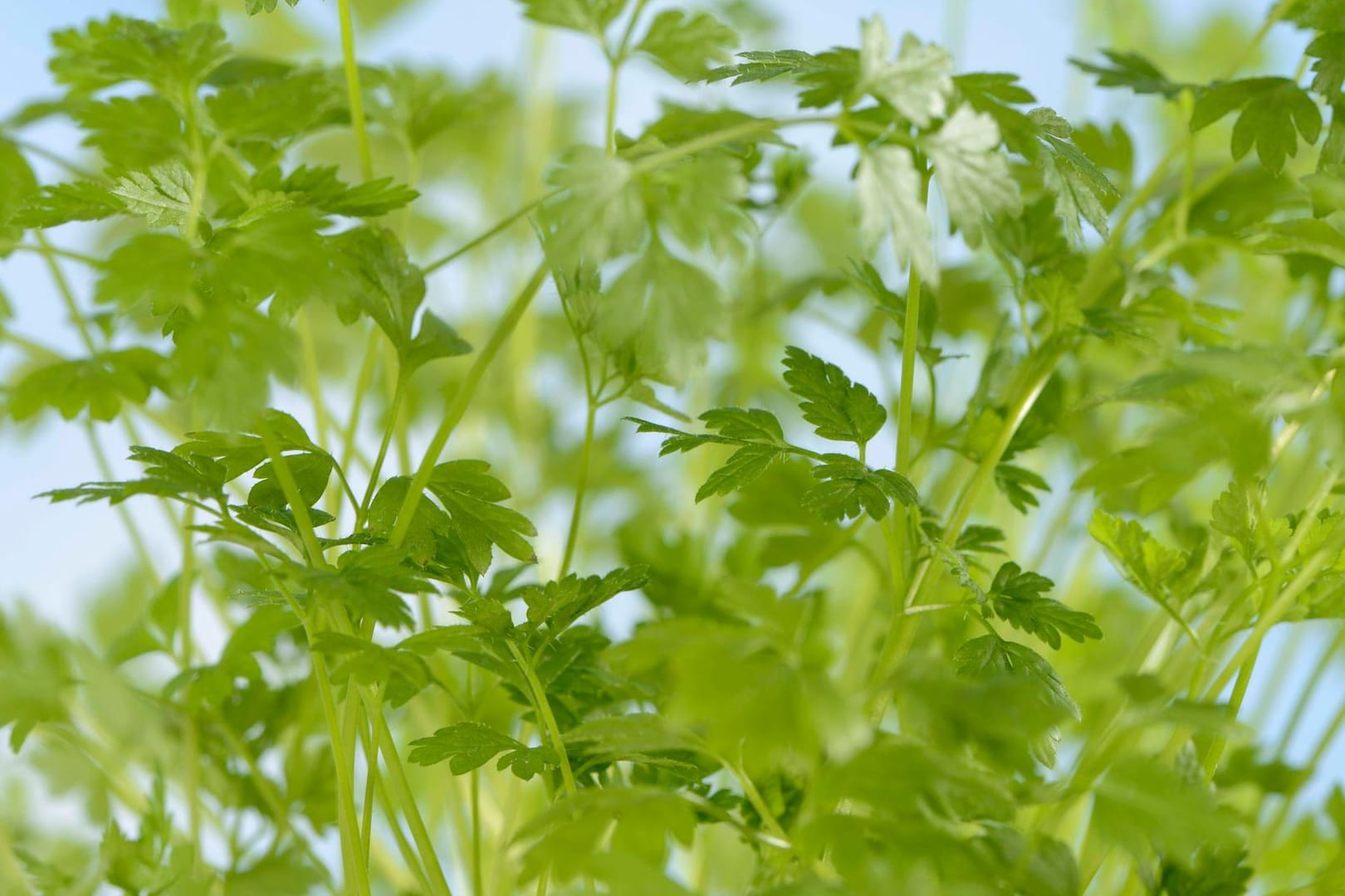 Echter Kerbel (Anthriscus cerefolium): Er ist auch als Gartenkerbel oder Suppenkraut bekannt.