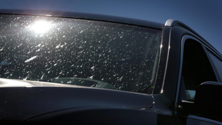 Trüben die Sicht und schädigen den Lack: Insektenreste lässt man besser nicht zu lange am Auto.
