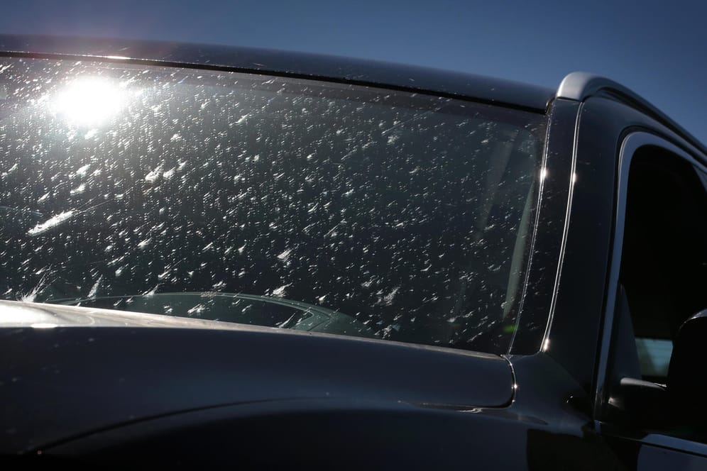 Trüben die Sicht und schädigen den Lack: Insektenreste lässt man besser nicht zu lange am Auto.