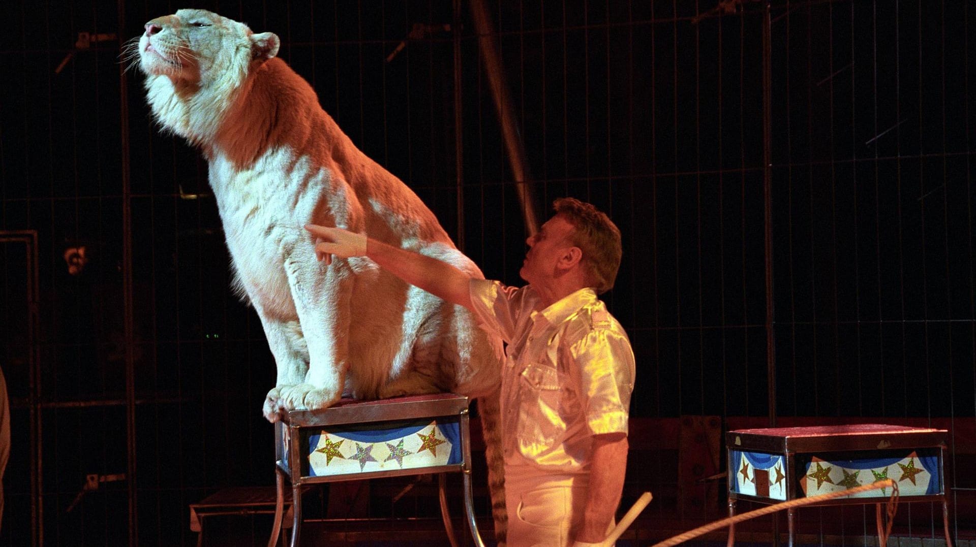 Gerd Siemoneit-Barum mit seinen weißen Tigern im Circus Barum.