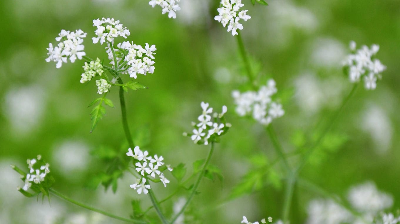 Echter Kerbel (Anthriscus cerefolium): Wenn er blüht, sollte er nicht mehr geerntet werden.