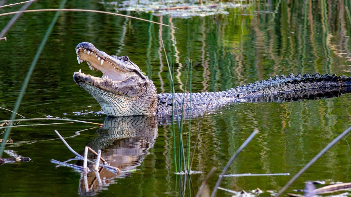 Ein Alligator in Florida (Archivbild): Ernsthafte Verletzungen verursacht durch Alligatoren sind der Florida Fish and Wildlife Conservation Commission zufolge aber eher selten.