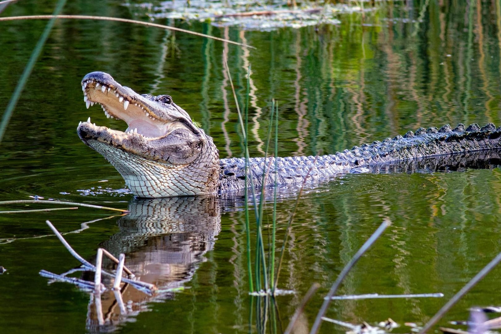 Ein Alligator in Florida (Archivbild): Ernsthafte Verletzungen verursacht durch Alligatoren sind der Florida Fish and Wildlife Conservation Commission zufolge aber eher selten.