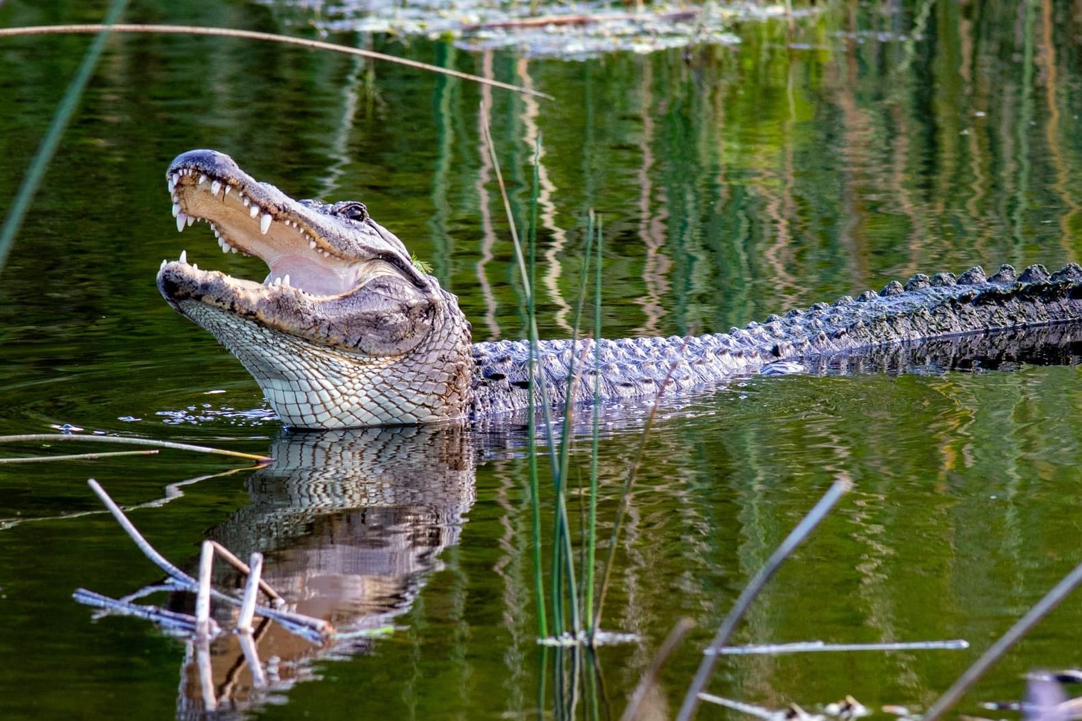 Ein Alligator in Florida (Archivbild): Ernsthafte Verletzungen verursacht durch Alligatoren sind der Florida Fish and Wildlife Conservation Commission zufolge aber eher selten.