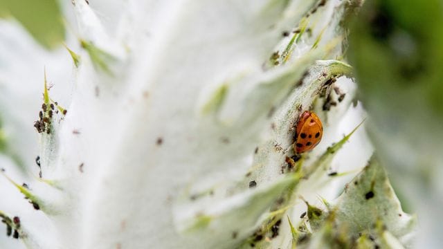 Marienkäfer lieben Blattläuse - und sind daher sehr nützlich für Gärtner.