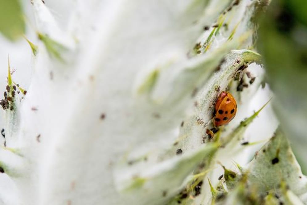 Marienkäfer lieben Blattläuse - und sind daher sehr nützlich für Gärtner.