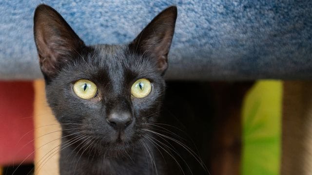 Katze Arne verweilt im Tierheim