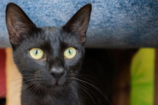 Katze Arne verweilt im Tierheim