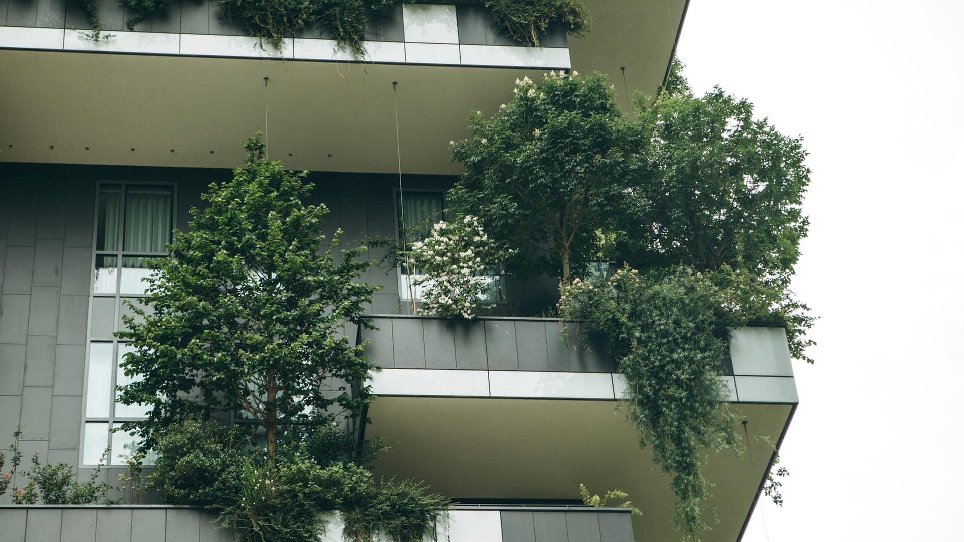 Begrünung: Ein Baum kann schnell sehr groß und schwer werden.