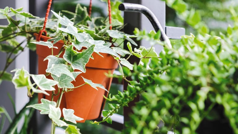 Efeu: Die Rankpflanze kann Schäden an der Hausfassade anrichten.