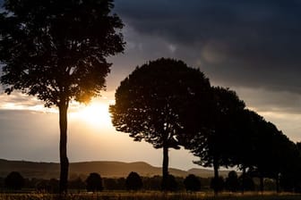 Die Sonne scheint am frühen Morgen hinter einer Allee und Wolken