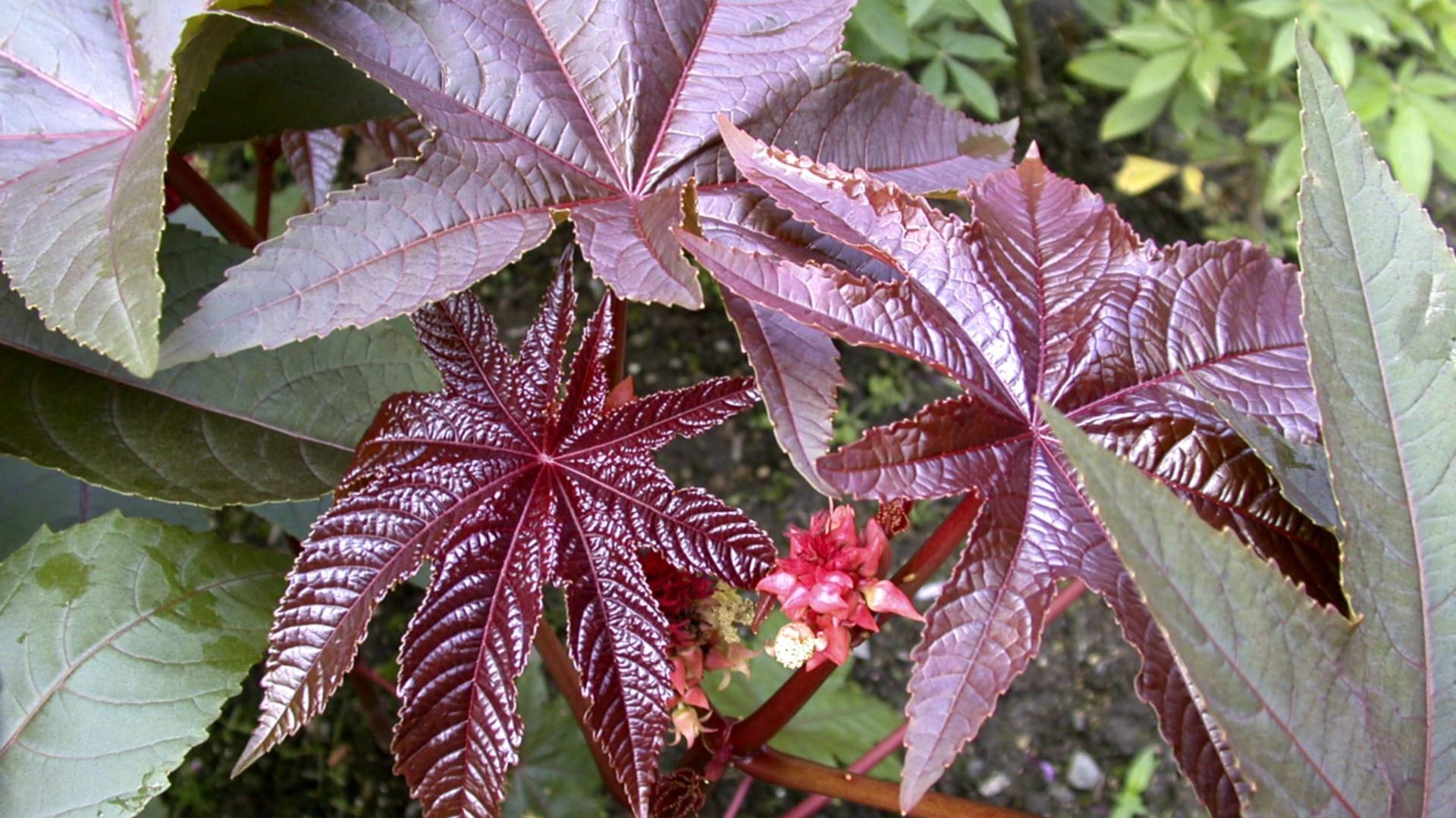 Wunderbaum (Ricinus communis): Er besitzt große dekorative Blätter.