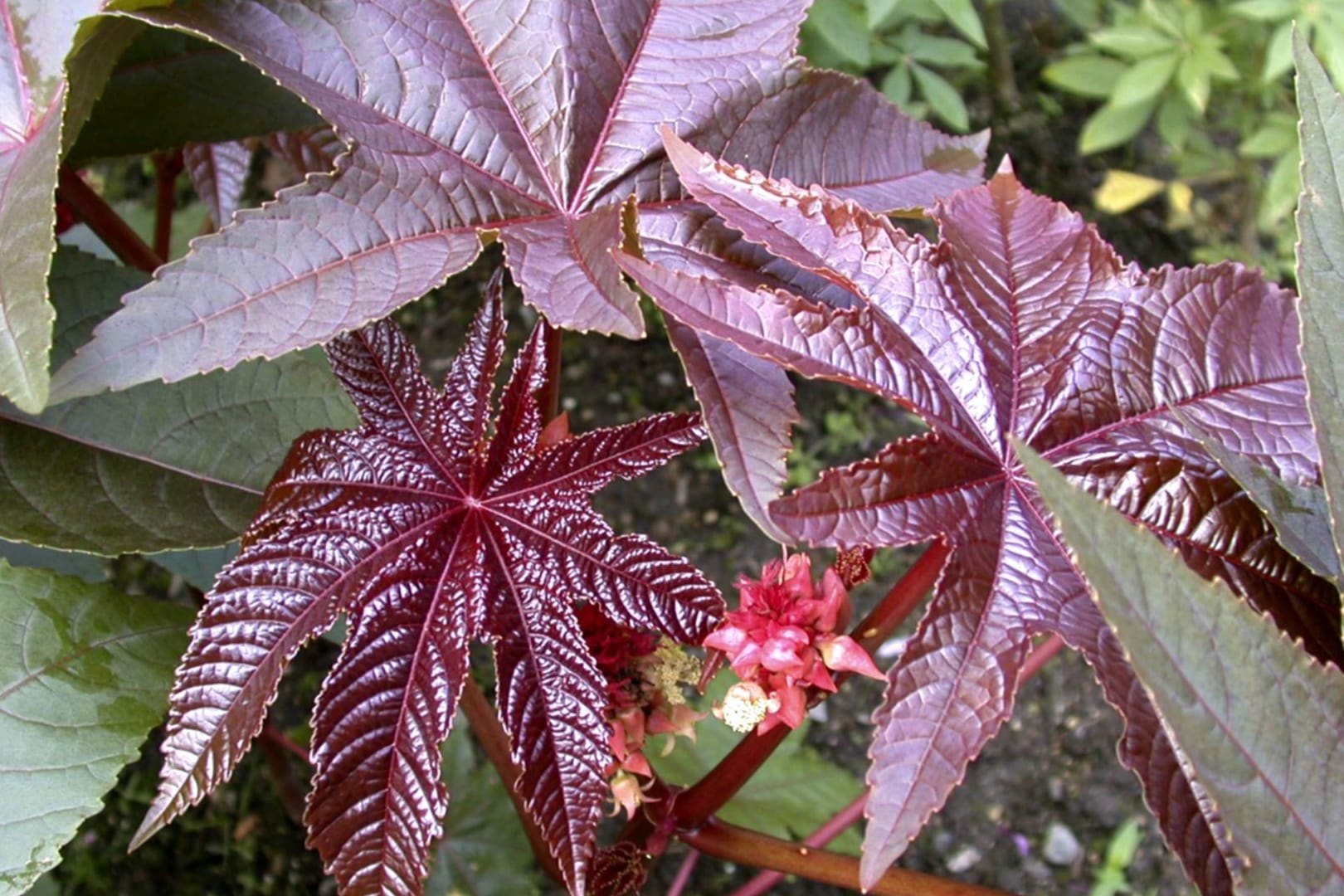 Wunderbaum (Ricinus communis): Er besitzt große dekorative Blätter.