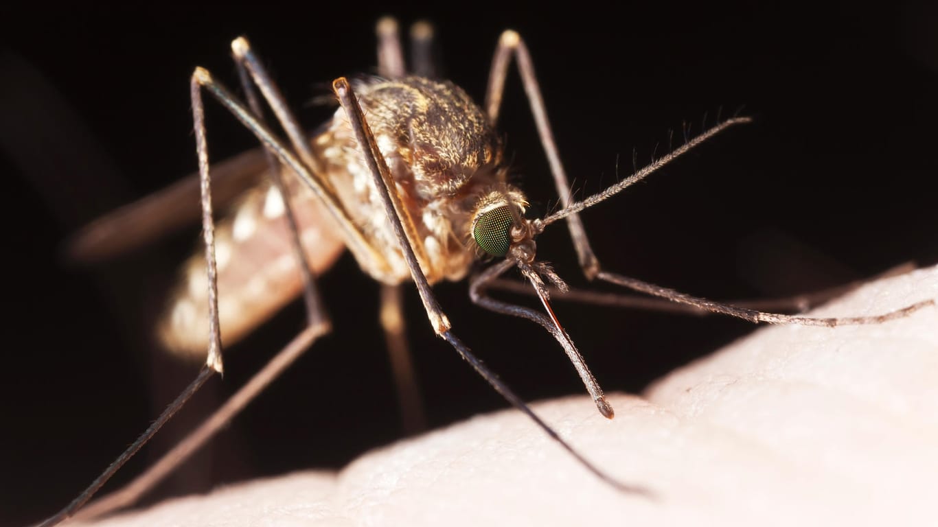 Mücke: Nur die weiblichen Insekten trinken Blut.