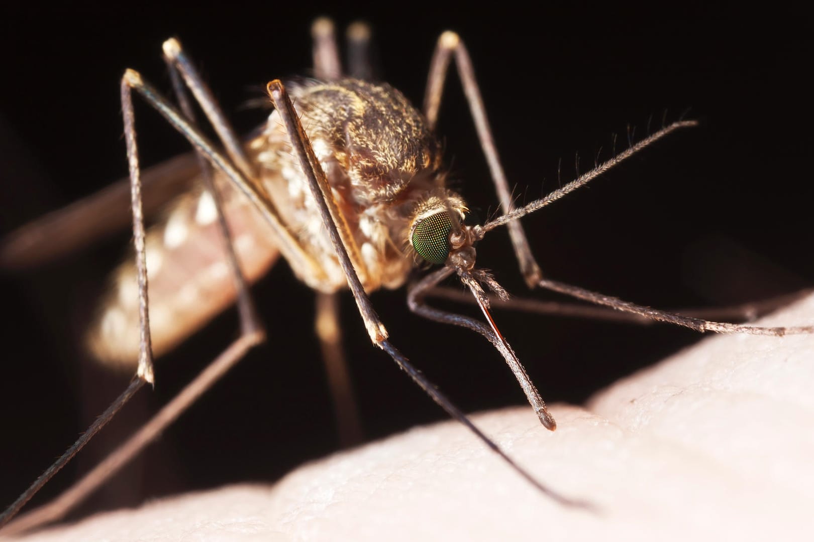 Mücke: Nur die weiblichen Insekten trinken Blut.