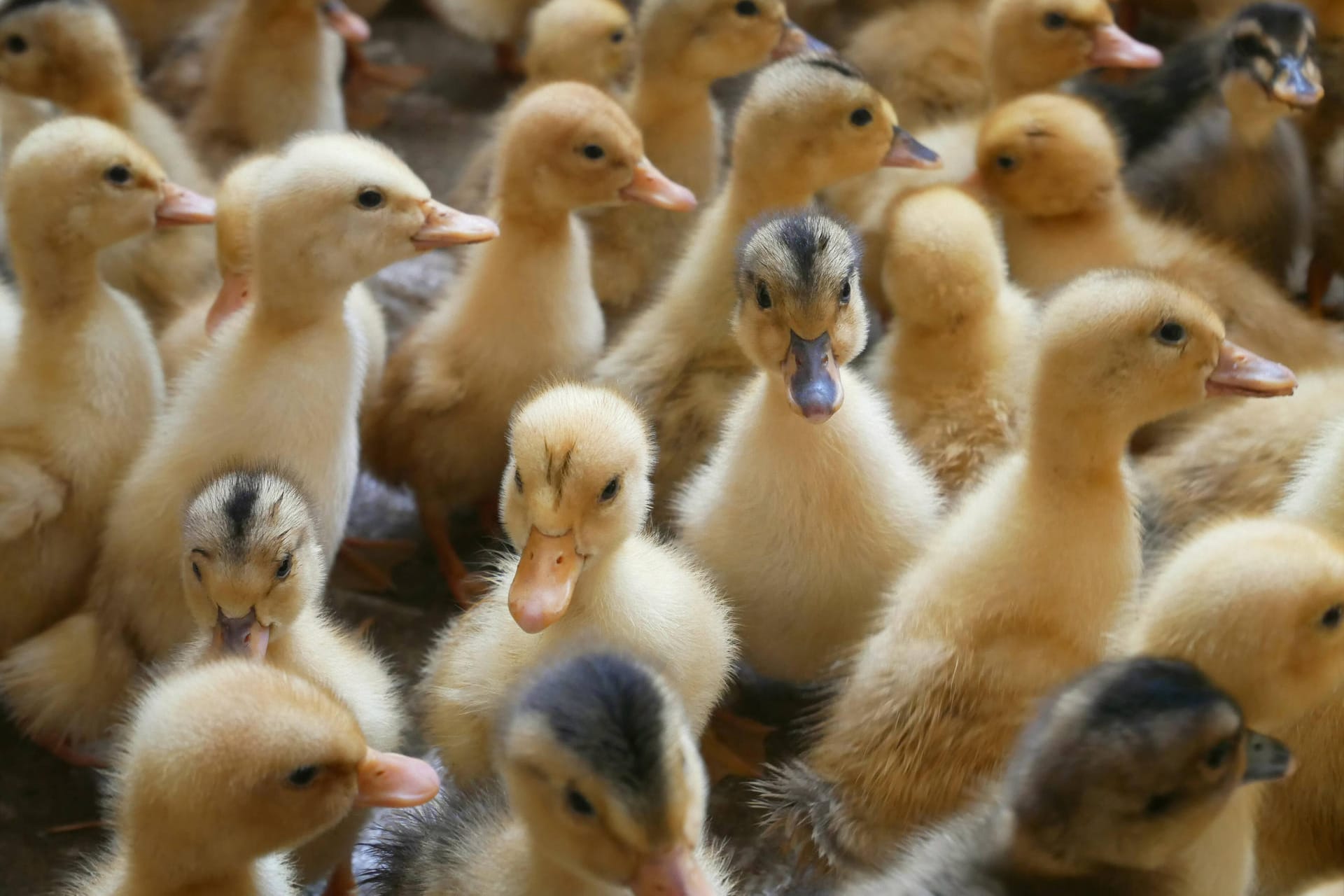 Entenküken (Symbolbild): In Zuchtbetrieben, die Entenstopfleber produzieren, steht Jungtieren im Alter von 8-10 Wochen eine qualvolle Zwangsfütterung bevor. Das ist in Deutschland seit Jahren verboten. In Frankreich aber immer noch erlaubt.