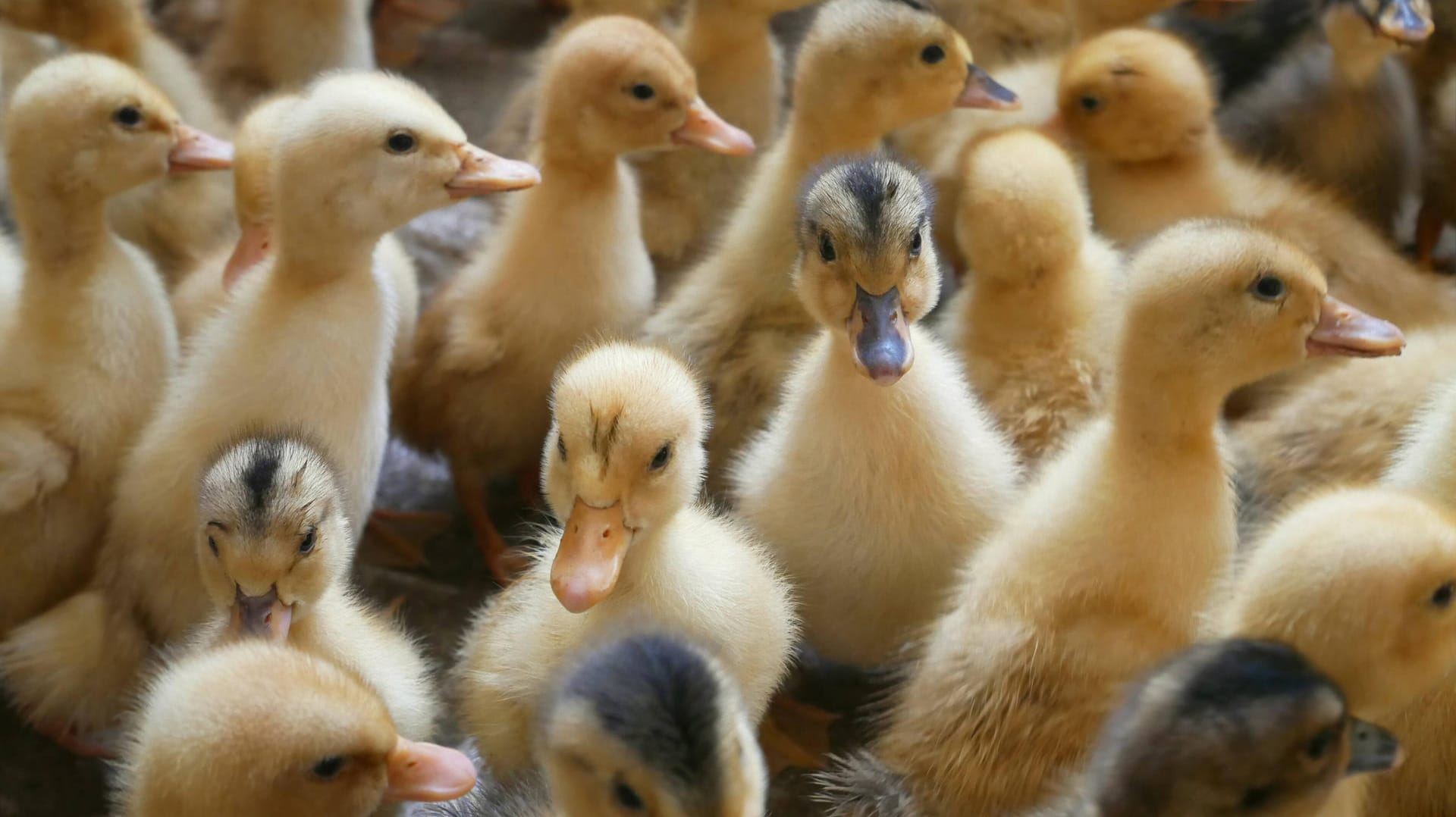 Entenküken (Symbolbild): In Zuchtbetrieben, die Entenstopfleber produzieren, steht Jungtieren im Alter von 8-10 Wochen eine qualvolle Zwangsfütterung bevor. Das ist in Deutschland seit Jahren verboten. In Frankreich aber immer noch erlaubt.
