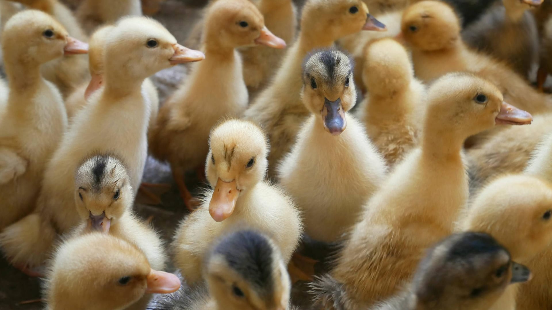 Entenküken (Symbolbild): In Zuchtbetrieben, die Entenstopfleber produzieren, steht Jungtieren im Alter von 8-10 Wochen eine qualvolle Zwangsfütterung bevor. Das ist in Deutschland seit Jahren verboten. In Frankreich aber immer noch erlaubt.