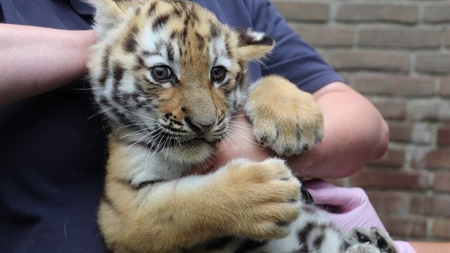 Ein Tigerbaby