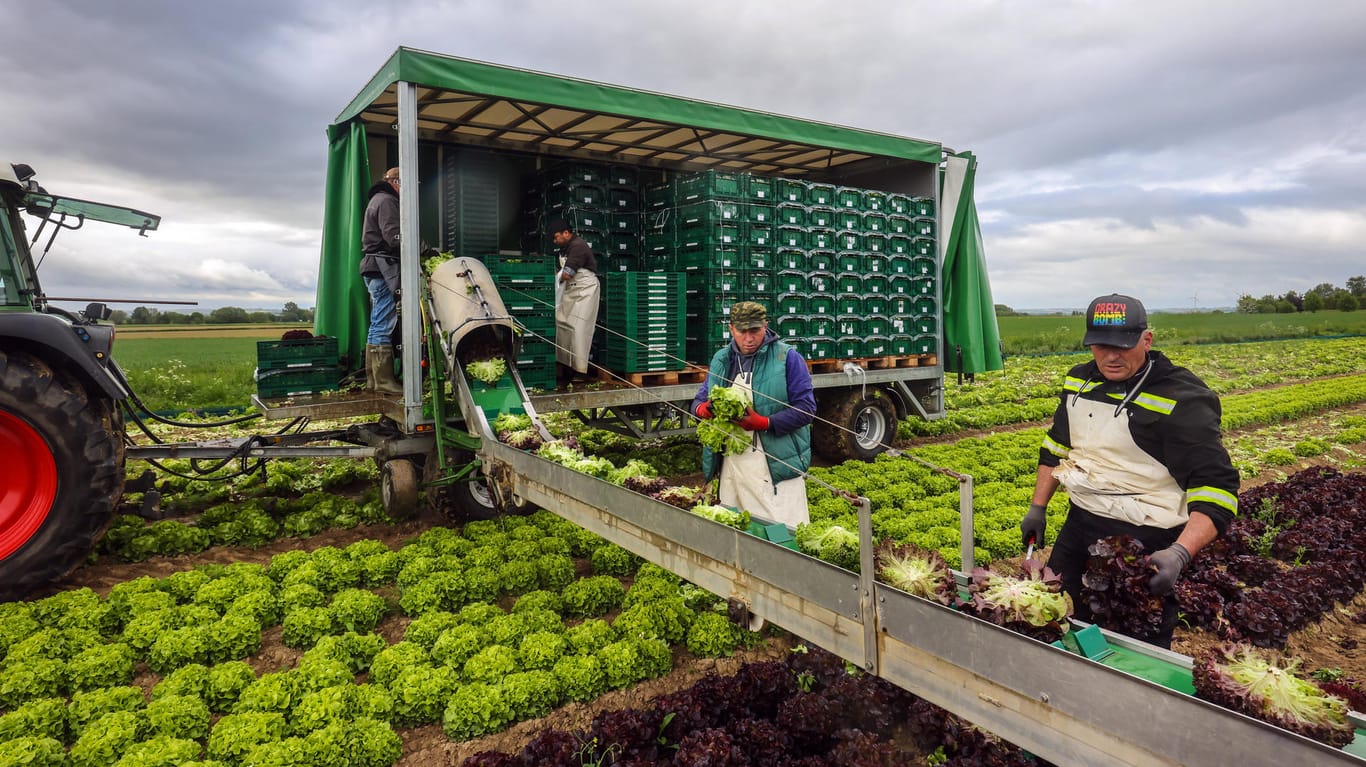 Salat-Ernte im Sauerland: Für regional erzeugte Produkte will die CSU niedrigere Steuern.