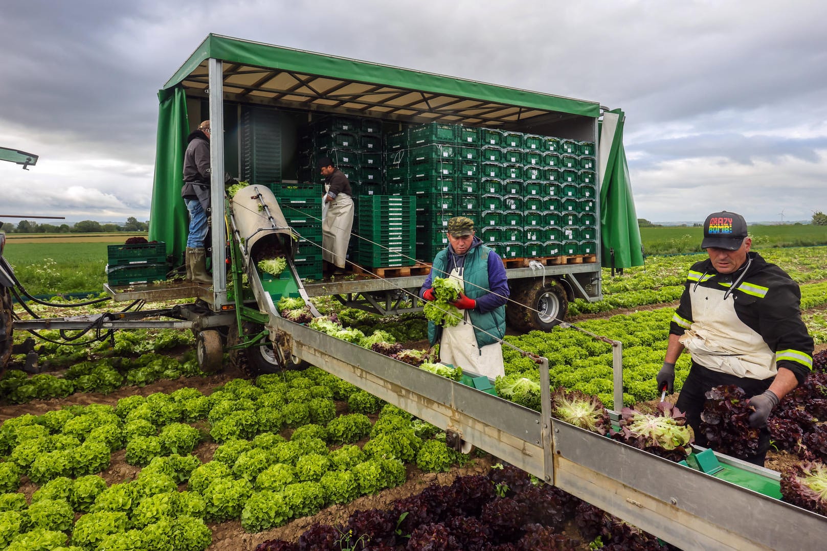 Salat-Ernte im Sauerland: Für regional erzeugte Produkte will die CSU niedrigere Steuern.