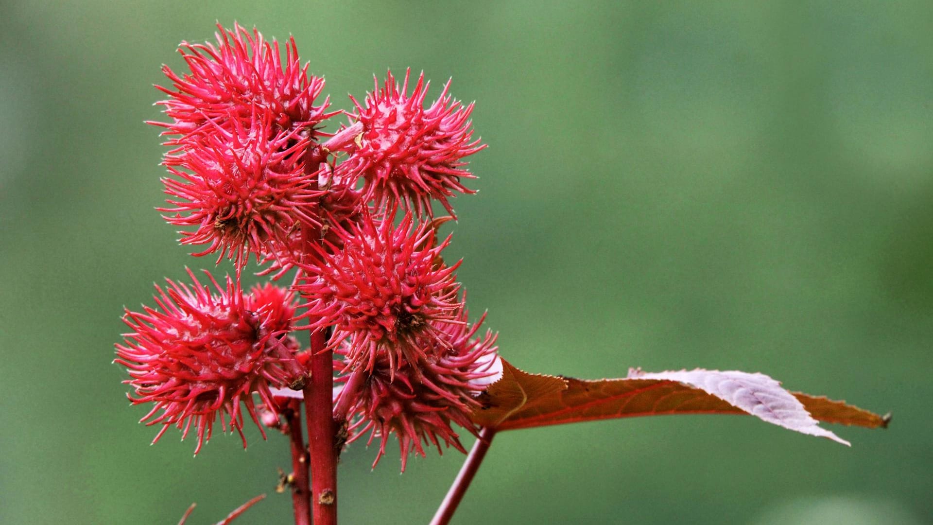 Wunderbaum (Ricinus communis): Er bildet stachelige, auffallende Kapselfrüchte.