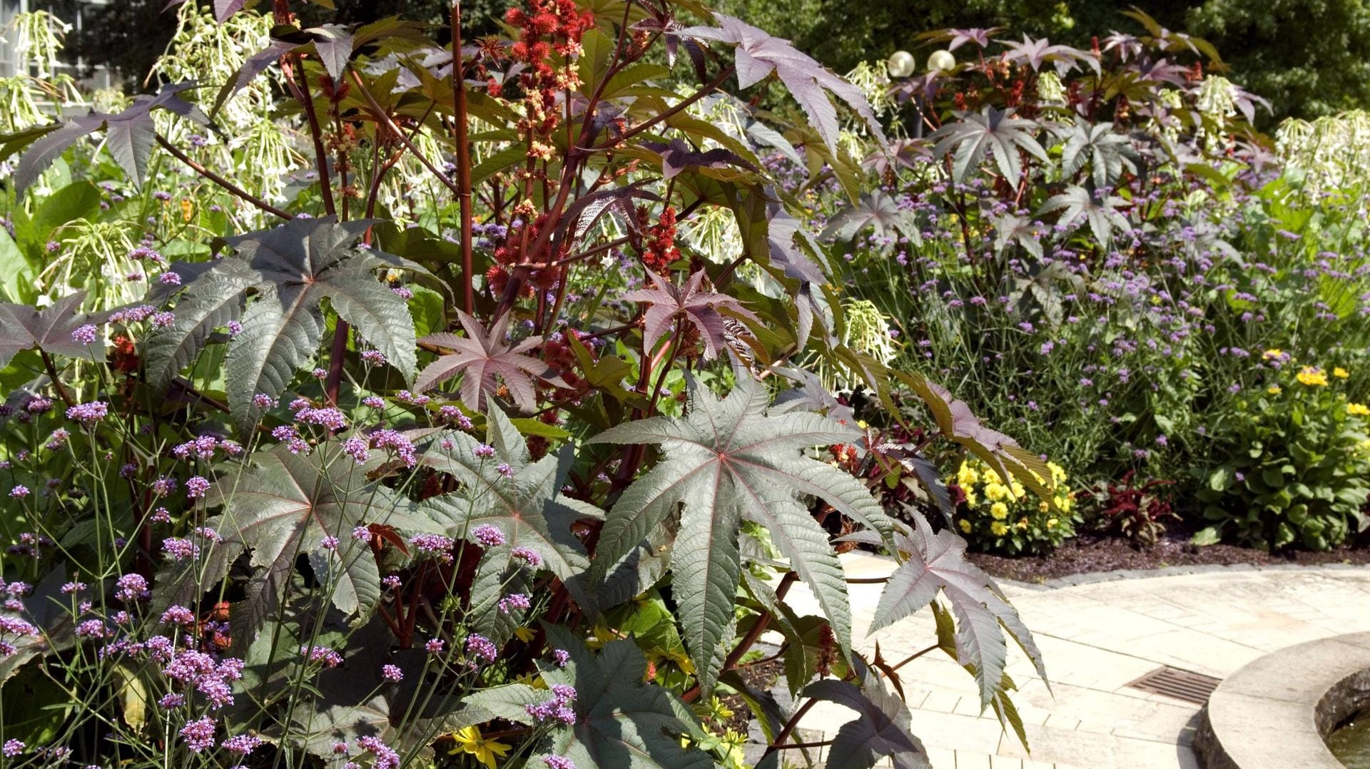 Wunderbaum (Ricinus communis): Er macht sich gut im Staudenbeet.