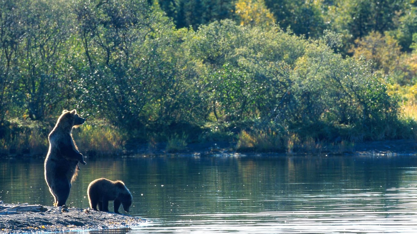 Braunbären in Alaska: Bärensichtungen sind in Alaska nicht ungewöhnlich.