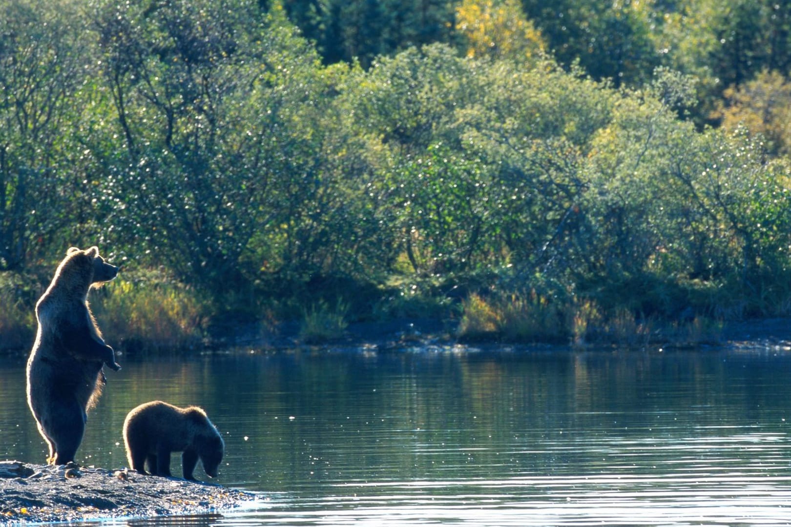 Braunbären in Alaska: Bärensichtungen sind in Alaska nicht ungewöhnlich.