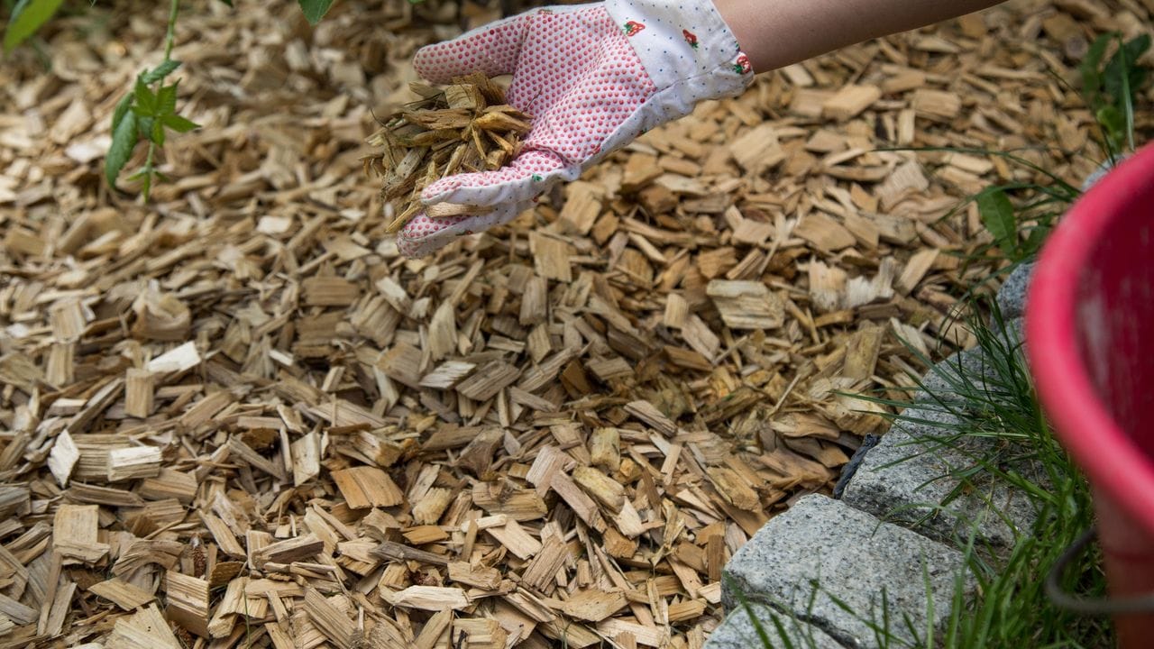 Mulch auf dem Boden hilft bei Starkregenfällen - und bei Trockenheit.