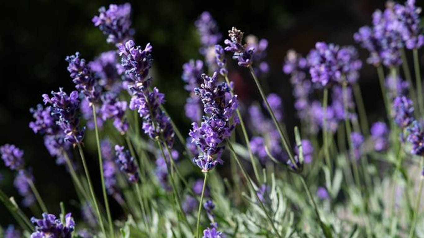 Lavendel (Lavendula) mag einen sonnigen Standort und gedeiht auch gut auf sandigen Böden.