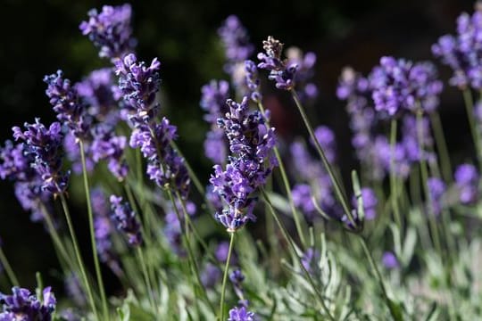 Lavendel (Lavendula) mag einen sonnigen Standort und gedeiht auch gut auf sandigen Böden.