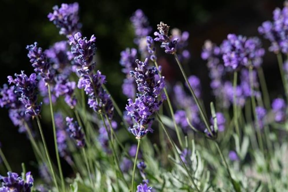 Lavendel (Lavendula) mag einen sonnigen Standort und gedeiht auch gut auf sandigen Böden.