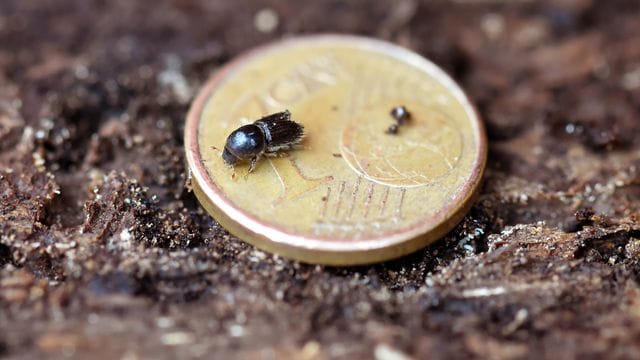 Ein Borkenkäfer krabbelt im Schwarzwald über eine Münze